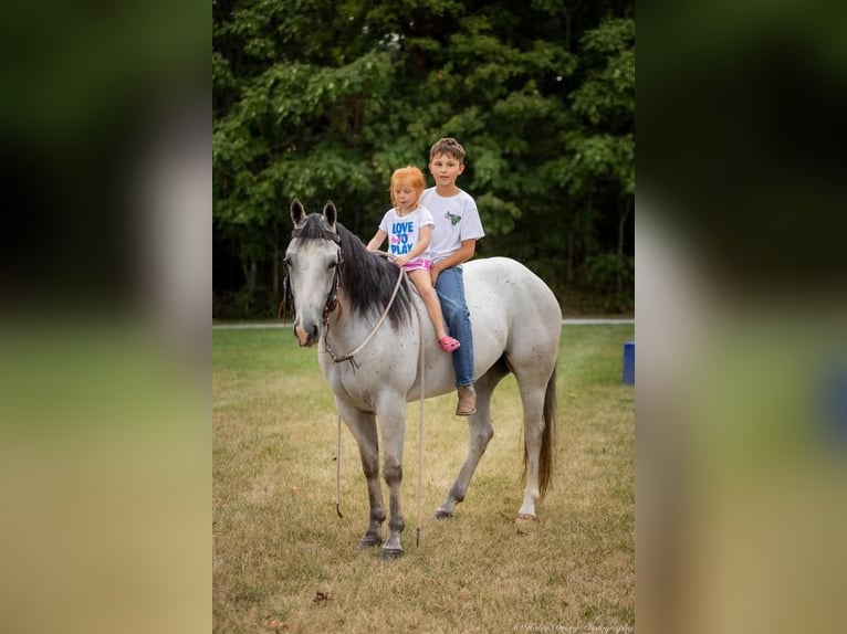 American Quarter Horse Castrone 4 Anni 145 cm Grigio in Elkton, KY