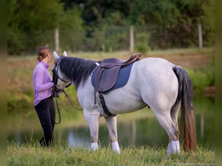 American Quarter Horse Castrone 4 Anni 145 cm Grigio in Elkton, KY