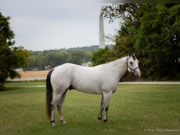 American Quarter Horse Castrone 4 Anni 145 cm Grigio in Elkton, KY