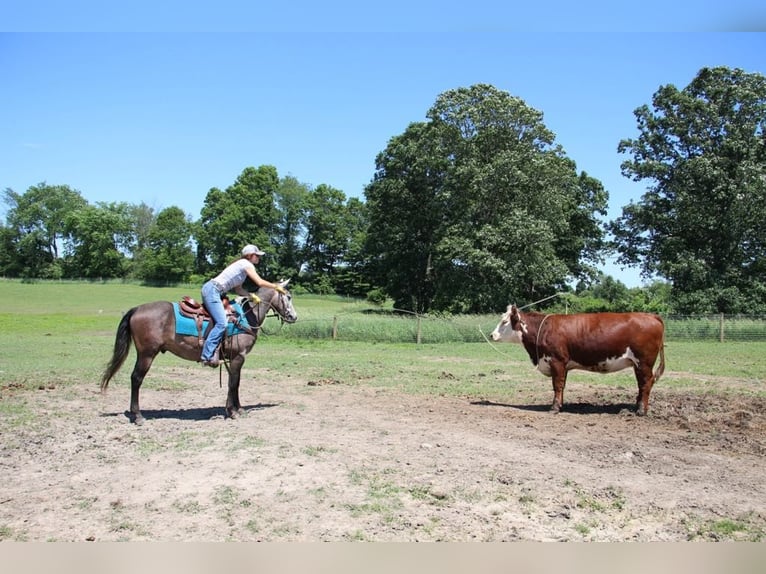 American Quarter Horse Castrone 4 Anni 145 cm Grigio in Howell MI