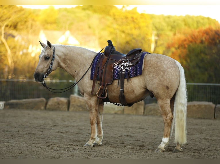 American Quarter Horse Castrone 4 Anni 145 cm Palomino in Millersburg