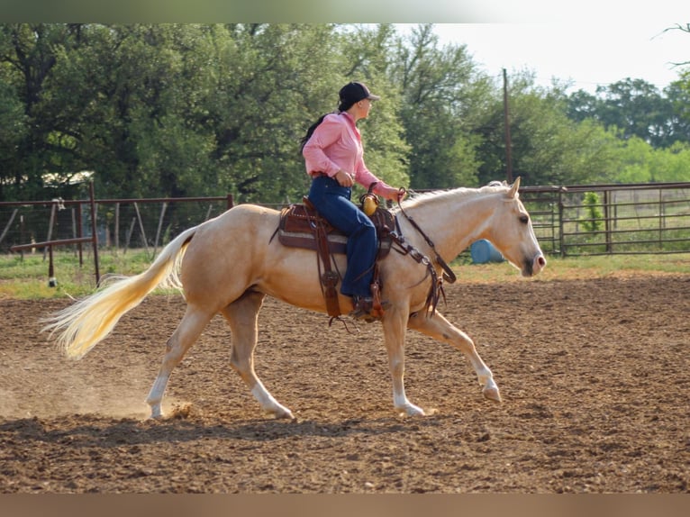 American Quarter Horse Castrone 4 Anni 145 cm Palomino in Stephenville TX