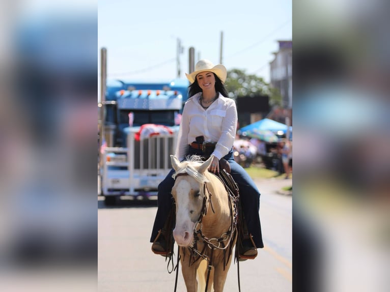 American Quarter Horse Castrone 4 Anni 145 cm Palomino in Stephenville TX