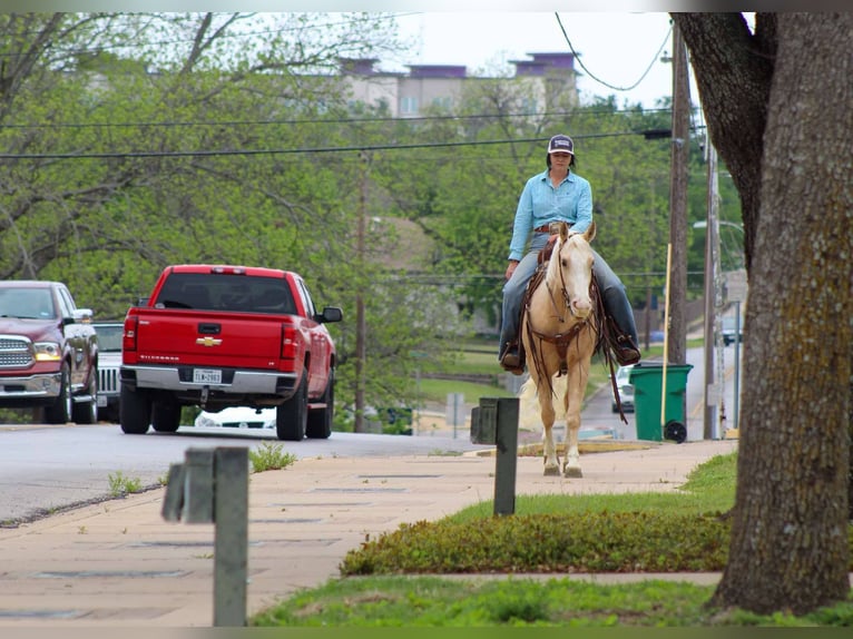 American Quarter Horse Castrone 4 Anni 145 cm Palomino in Stephenville TX