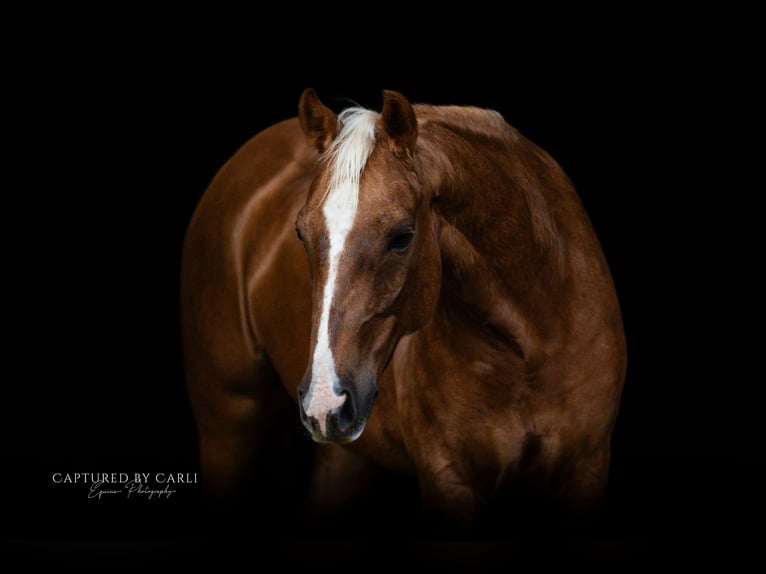 American Quarter Horse Castrone 4 Anni 145 cm Palomino in Lewistown