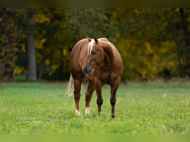 American Quarter Horse Castrone 4 Anni 145 cm Palomino in Lewistown