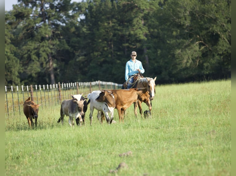 American Quarter Horse Castrone 4 Anni 145 cm Palomino in Lufkin