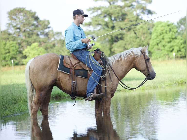 American Quarter Horse Castrone 4 Anni 145 cm Palomino in Lufkin