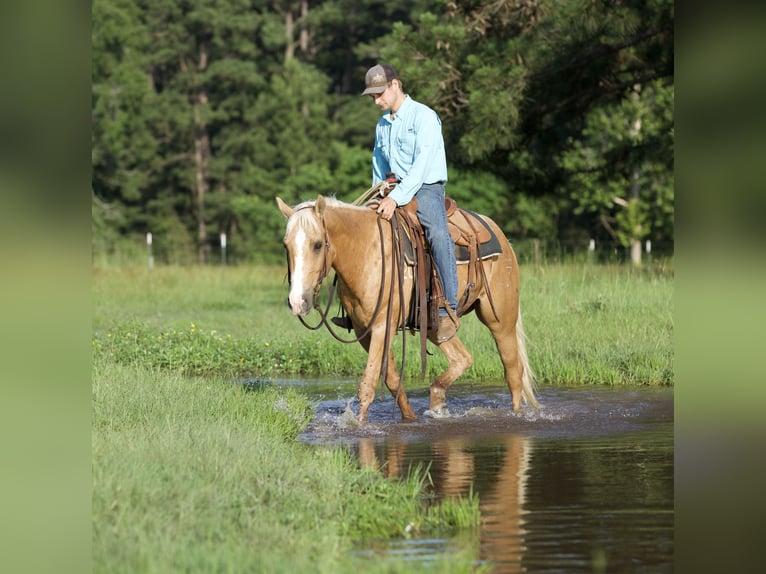 American Quarter Horse Castrone 4 Anni 145 cm Palomino in Lufkin