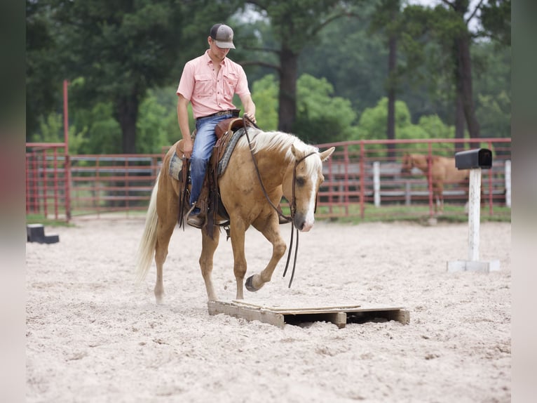 American Quarter Horse Castrone 4 Anni 145 cm Palomino in Lufkin