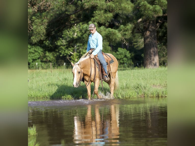 American Quarter Horse Castrone 4 Anni 145 cm Palomino in Lufkin