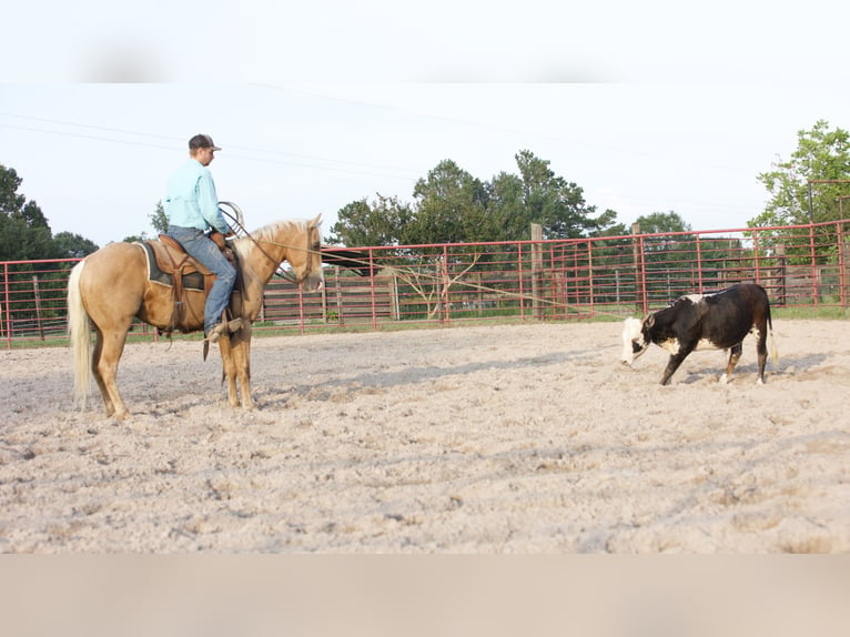 American Quarter Horse Castrone 4 Anni 145 cm Palomino in Lufkin