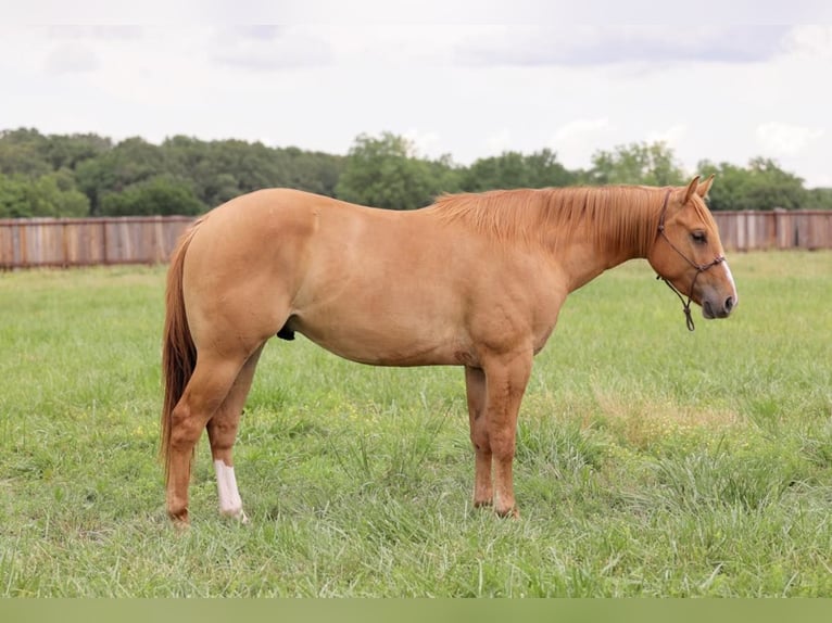 American Quarter Horse Castrone 4 Anni 145 cm Red dun in Adair OK