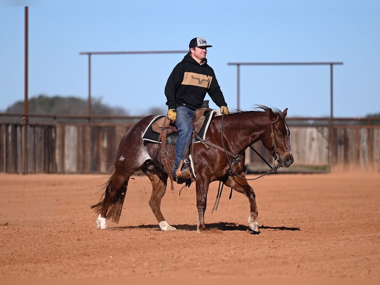American Quarter Horse Castrone 4 Anni 145 cm Sauro ciliegia in Waco