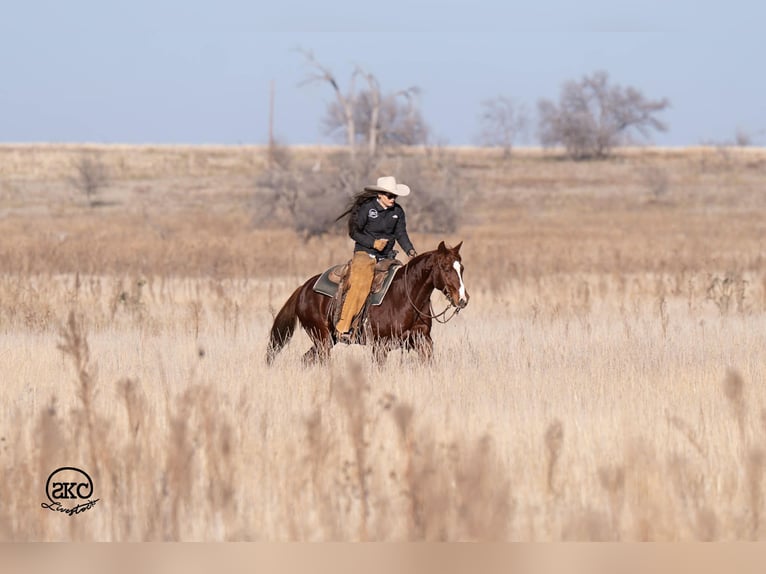American Quarter Horse Castrone 4 Anni 145 cm Sauro ciliegia in Canyon