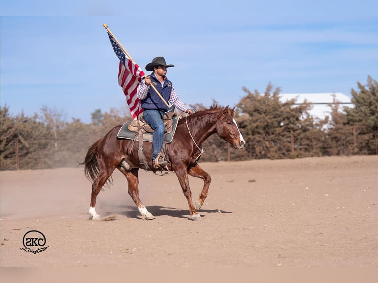 American Quarter Horse Castrone 4 Anni 145 cm Sauro ciliegia in Canyon