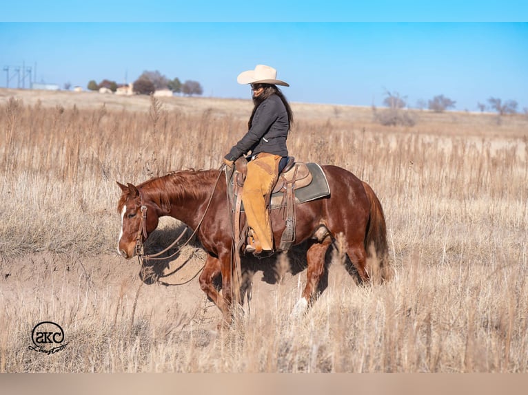 American Quarter Horse Castrone 4 Anni 145 cm Sauro ciliegia in Canyon