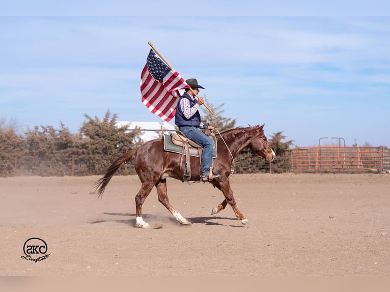 American Quarter Horse Castrone 4 Anni 145 cm Sauro ciliegia in Canyon
