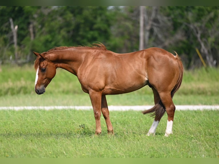 American Quarter Horse Castrone 4 Anni 145 cm Sauro ciliegia in Waco