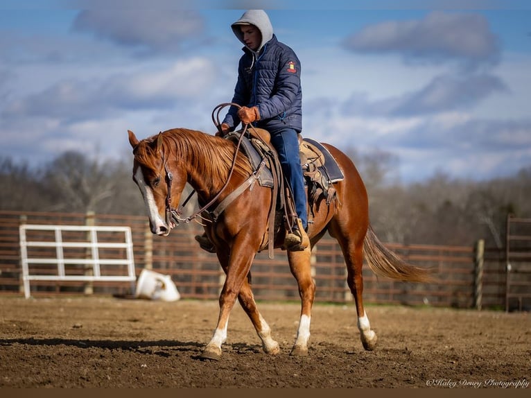 American Quarter Horse Castrone 4 Anni 145 cm Sauro ciliegia in Auburn, KY