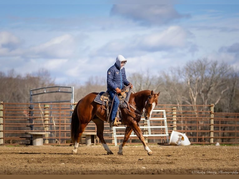 American Quarter Horse Castrone 4 Anni 145 cm Sauro ciliegia in Auburn, KY