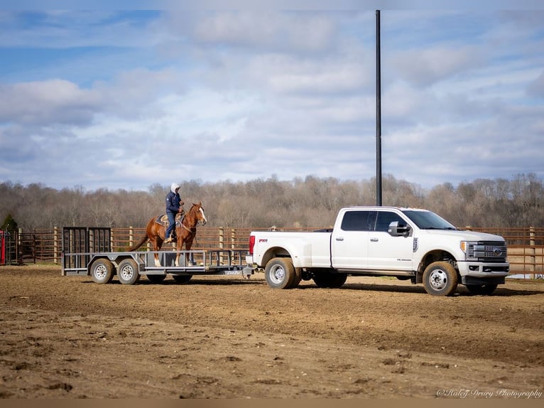 American Quarter Horse Castrone 4 Anni 145 cm Sauro ciliegia in Auburn, KY