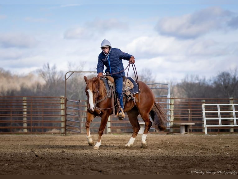 American Quarter Horse Castrone 4 Anni 145 cm Sauro ciliegia in Auburn, KY