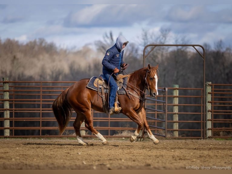 American Quarter Horse Castrone 4 Anni 145 cm Sauro ciliegia in Auburn, KY