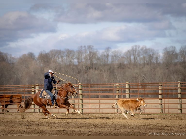 American Quarter Horse Castrone 4 Anni 145 cm Sauro ciliegia in Auburn, KY