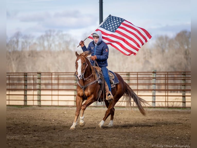 American Quarter Horse Castrone 4 Anni 145 cm Sauro ciliegia in Auburn, KY