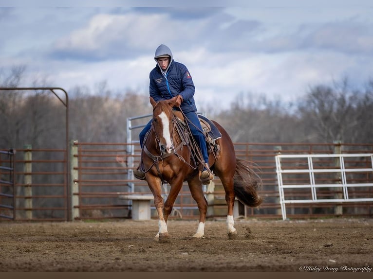 American Quarter Horse Castrone 4 Anni 145 cm Sauro ciliegia in Auburn, KY