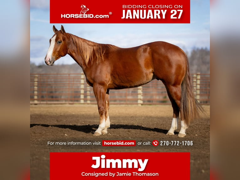 American Quarter Horse Castrone 4 Anni 145 cm Sauro ciliegia in Auburn, KY