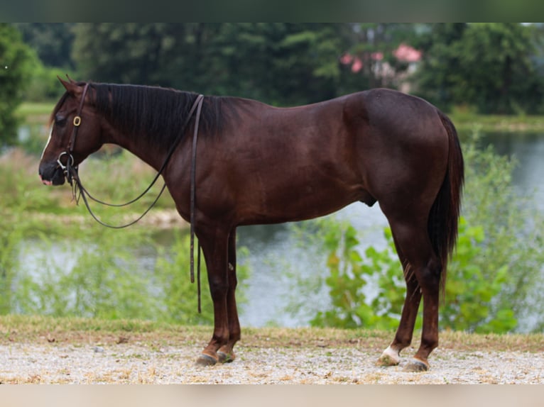 American Quarter Horse Castrone 4 Anni 145 cm Sauro scuro in Robards