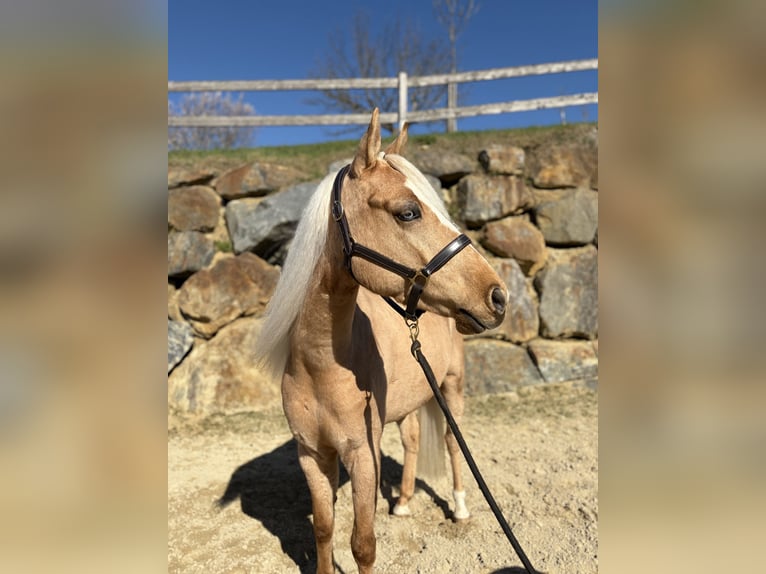 American Quarter Horse Castrone 4 Anni 146 cm Palomino in Eschenau