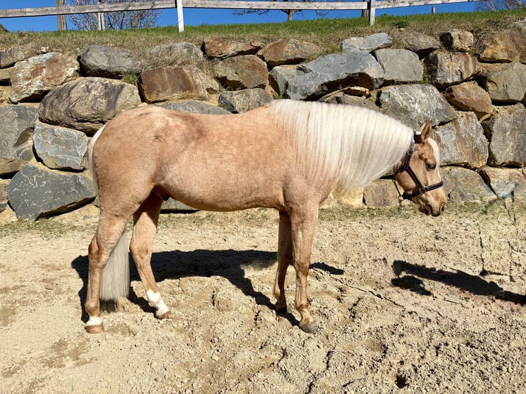 American Quarter Horse Castrone 4 Anni 146 cm Palomino in Eschenau