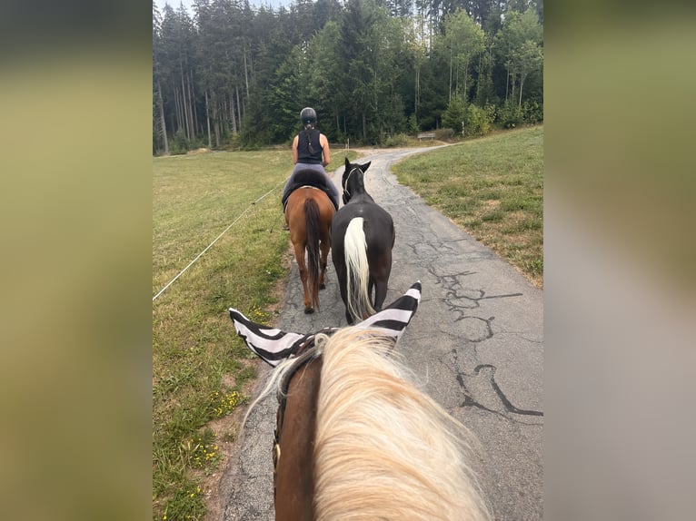 American Quarter Horse Mix Castrone 4 Anni 146 cm Sauro in Breitnau