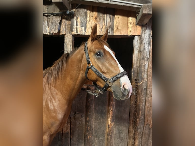 American Quarter Horse Mix Castrone 4 Anni 146 cm Sauro in Breitnau