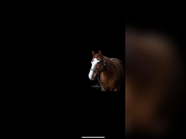 American Quarter Horse Castrone 4 Anni 146 cm Sauro scuro in Rhede
