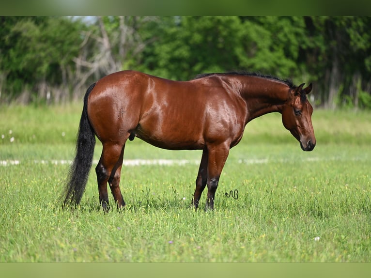 American Quarter Horse Castrone 4 Anni 147 cm Baio ciliegia in Waco