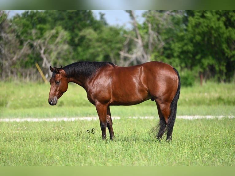 American Quarter Horse Castrone 4 Anni 147 cm Baio ciliegia in Waco