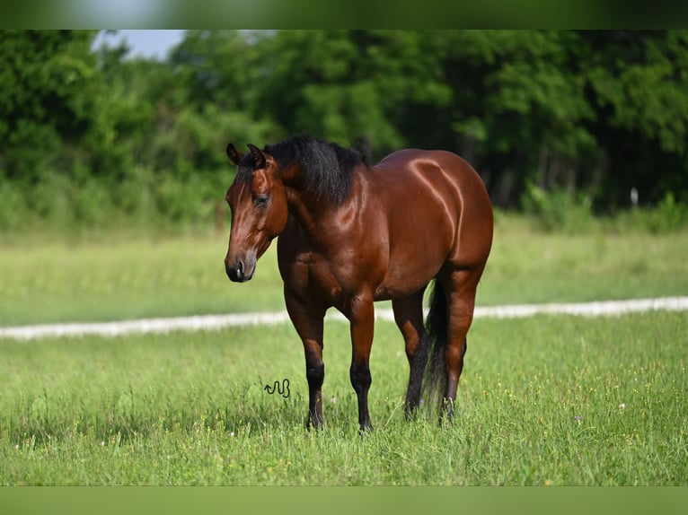 American Quarter Horse Castrone 4 Anni 147 cm Baio ciliegia in Waco