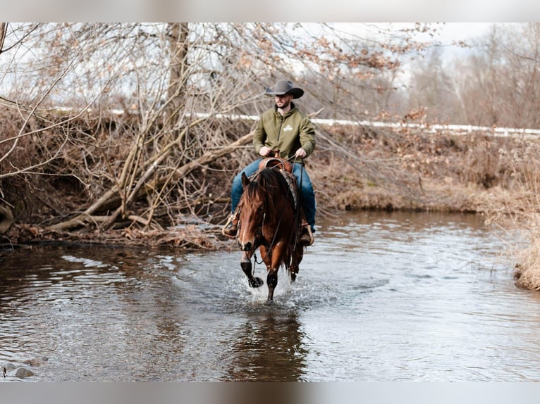 American Quarter Horse Castrone 4 Anni 147 cm Baio ciliegia in Orrville