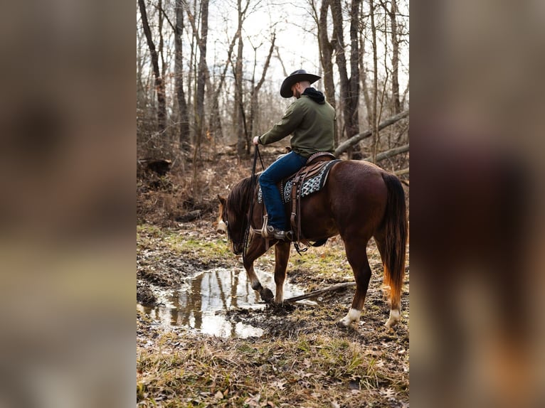 American Quarter Horse Castrone 4 Anni 147 cm Baio ciliegia in Orrville