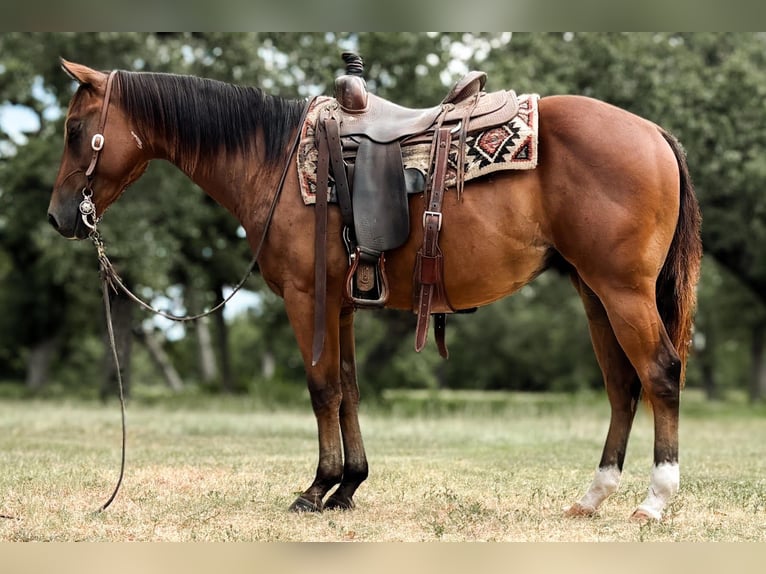 American Quarter Horse Castrone 4 Anni 147 cm Baio ciliegia in Orrville