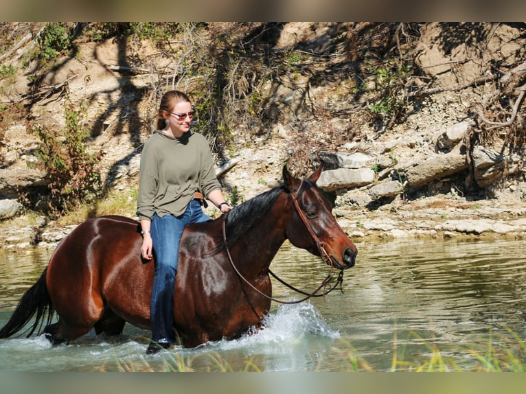 American Quarter Horse Castrone 4 Anni 147 cm Baio ciliegia in Stephenville, TX