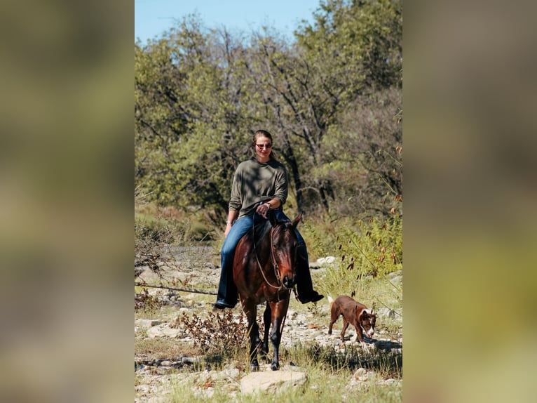 American Quarter Horse Castrone 4 Anni 147 cm Baio ciliegia in Stephenville, TX