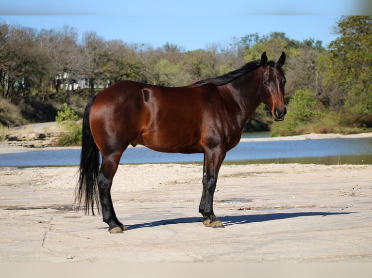 American Quarter Horse Castrone 4 Anni 147 cm Baio ciliegia in Stephenville, TX