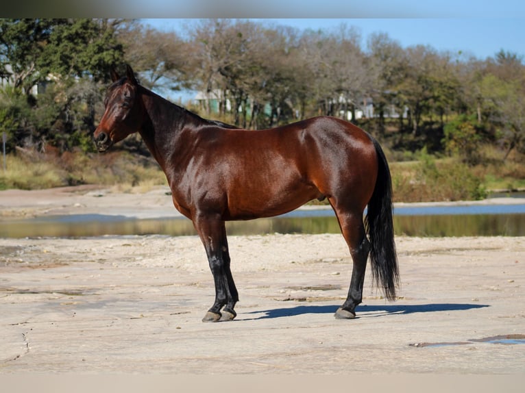 American Quarter Horse Castrone 4 Anni 147 cm Baio ciliegia in Stephenville, TX