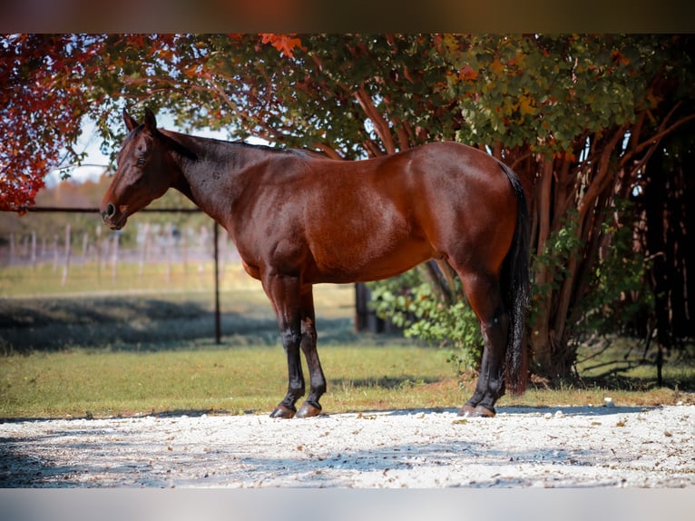 American Quarter Horse Castrone 4 Anni 147 cm Baio ciliegia in Stephenville, TX