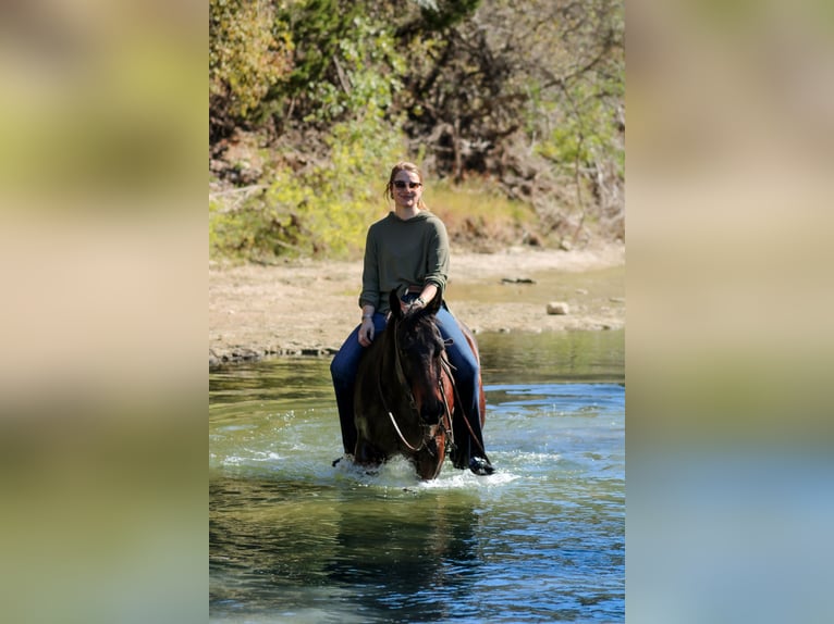 American Quarter Horse Castrone 4 Anni 147 cm Baio ciliegia in Stephenville, TX